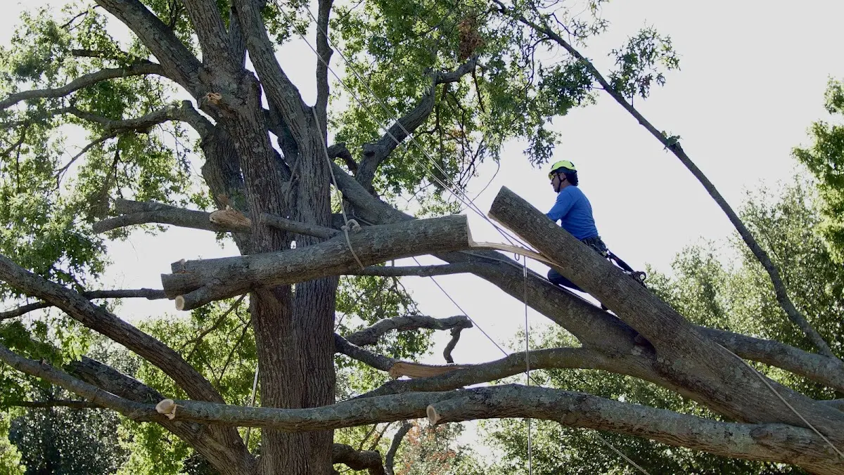 Professional Crown Thinning performed by certified arborists in Berkey