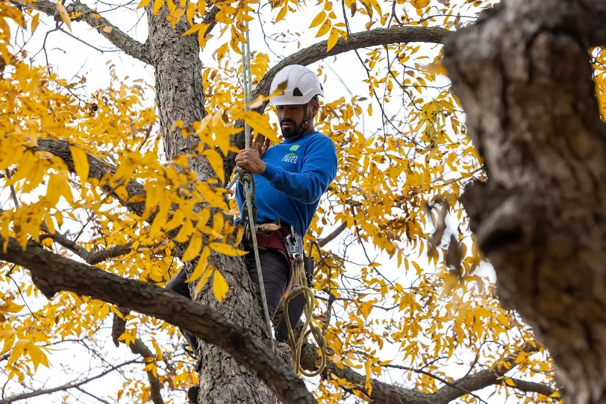 Skilled Tree Transplanting crew working in Berkey